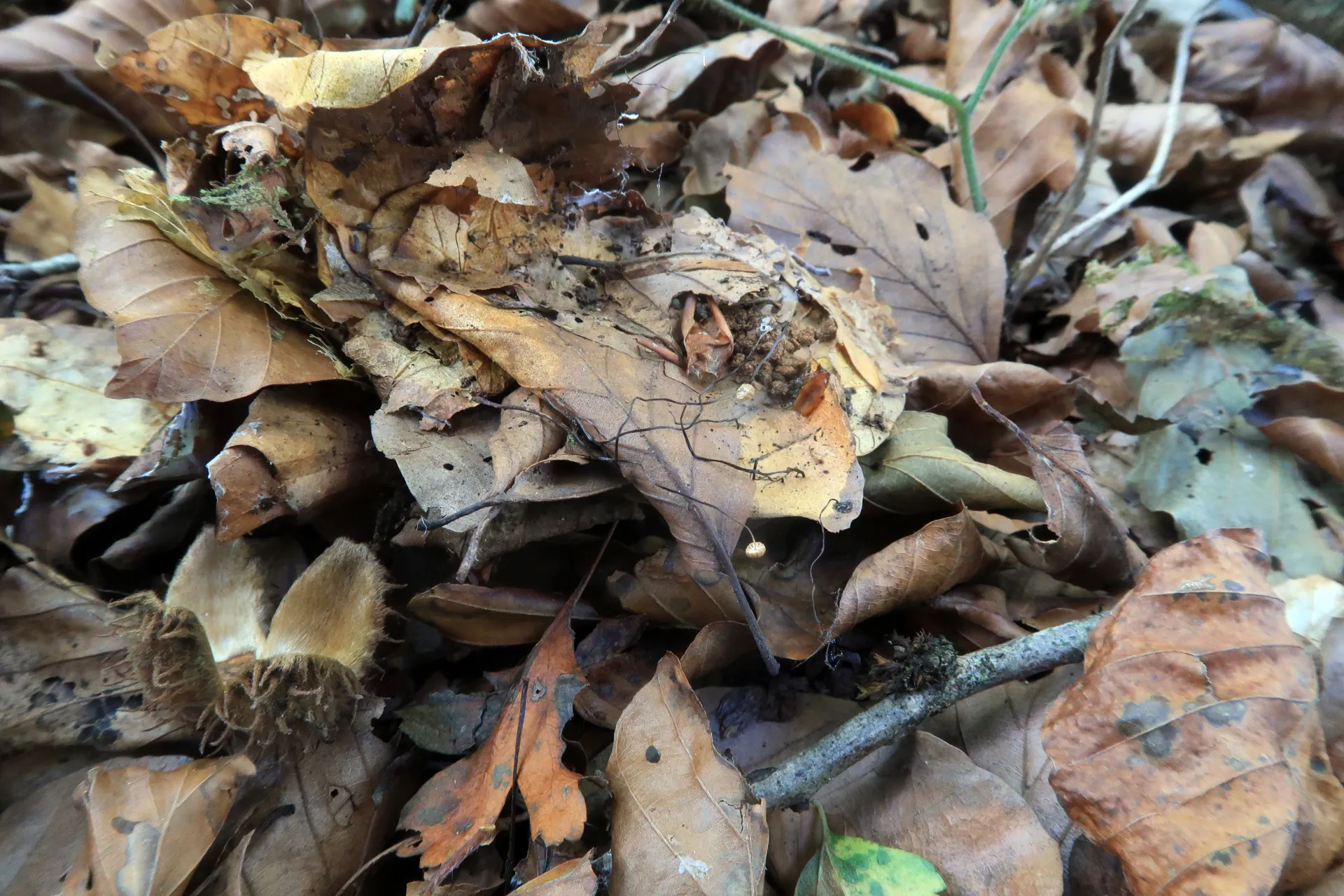 Marasmius bulliardii - 1 - IMG_6593